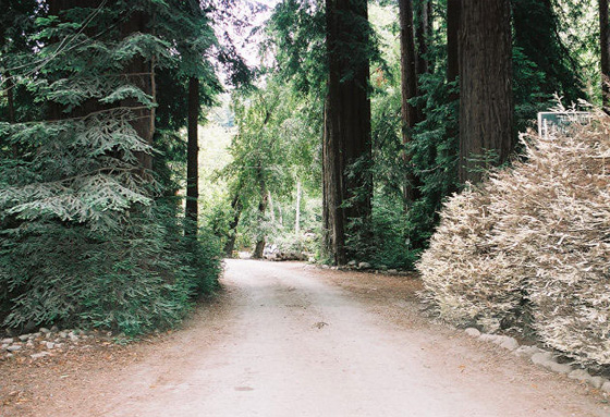 Albino Redwood Tree