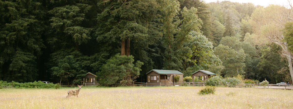 Forest and Meadow View Cabins